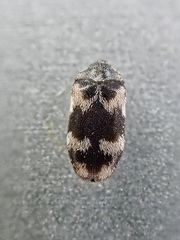 Trogoderma angustum