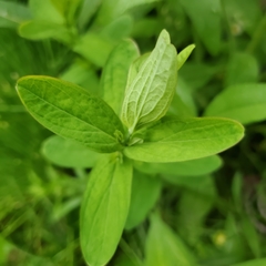 Hypericum punctatum