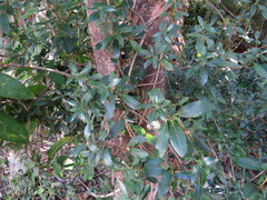 Alyxia spicata