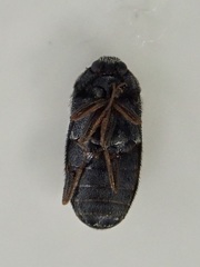 Trogoderma angustum