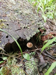 Mycena viridimarginata