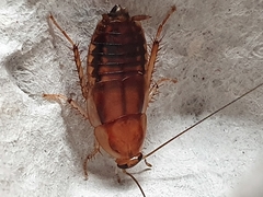 Celatoblatta vulgaris