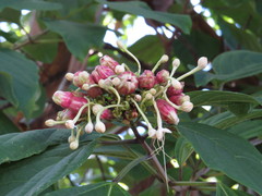 Clerodendrum longiflorum
