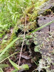 Mycena viridimarginata