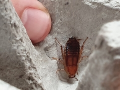 Celatoblatta vulgaris