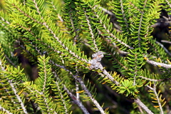 Melaleuca howeana