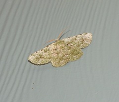 Aeolochroma viridicata