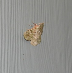 Aeolochroma viridicata