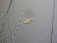 Aeolochroma viridicata