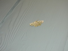 Aeolochroma viridicata