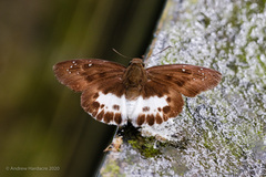 Tagiades menaka