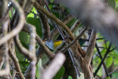 Phyllergates cucullatus