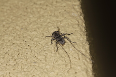 Acanthocinus obliquus