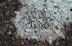 Halegrapha mucronata