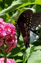 Papilio troilus