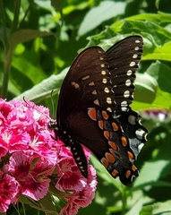 Papilio troilus