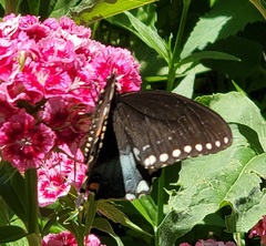 Papilio troilus