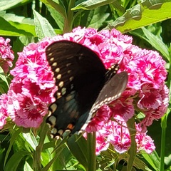 Papilio troilus