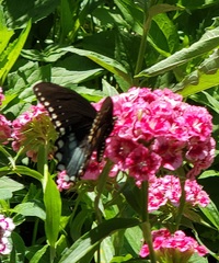 Papilio troilus