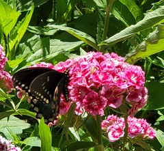 Papilio troilus