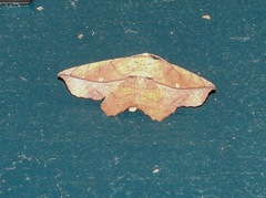 Polyacme dissimilis