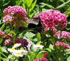 Papilio troilus