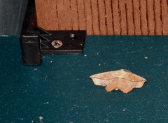 Polyacme dissimilis
