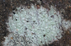 Pertusaria pertractata