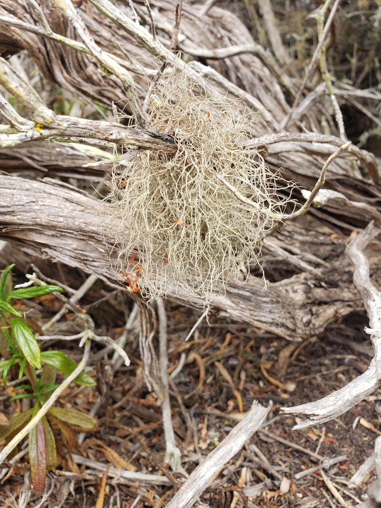 Sulcaria isidiifera