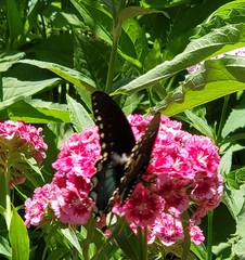 Papilio troilus