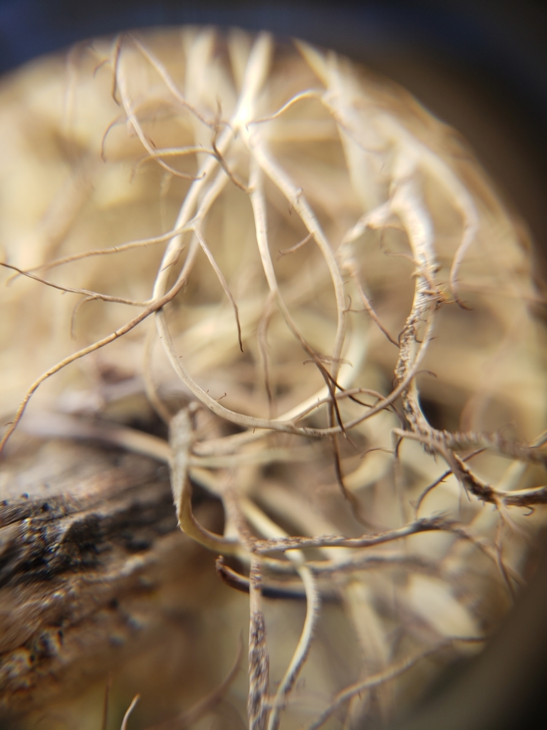 Sulcaria isidiifera