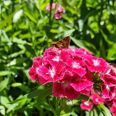 Polites peckius