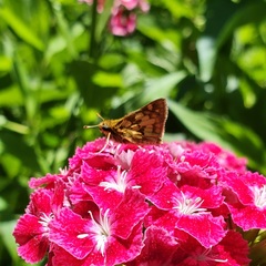 Polites peckius