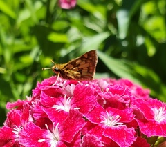 Polites peckius