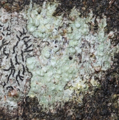 Pertusaria pertractata