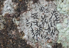 Halegrapha mucronata