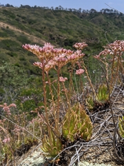 Dudleya viscida