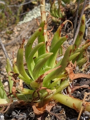 Dudleya viscida