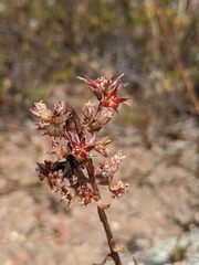 Dudleya viscida