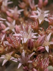 Dudleya viscida