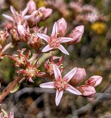 Dudleya viscida