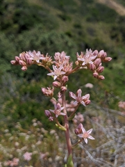 Dudleya viscida