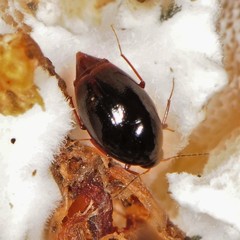Scaphidiinae