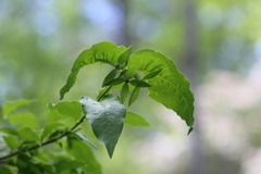 Buckleya distichophylla