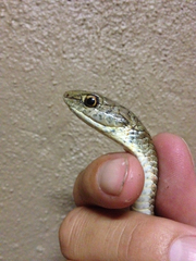 Psammophis brevirostris