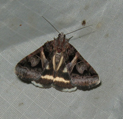 Drasteria grandirena