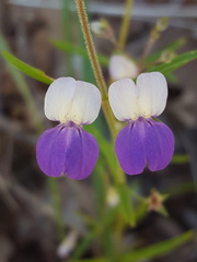 Collinsia linearis
