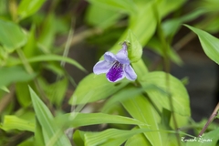 Asystasia dalzelliana