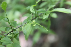 Buckleya distichophylla