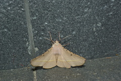 Oenochroma pallida